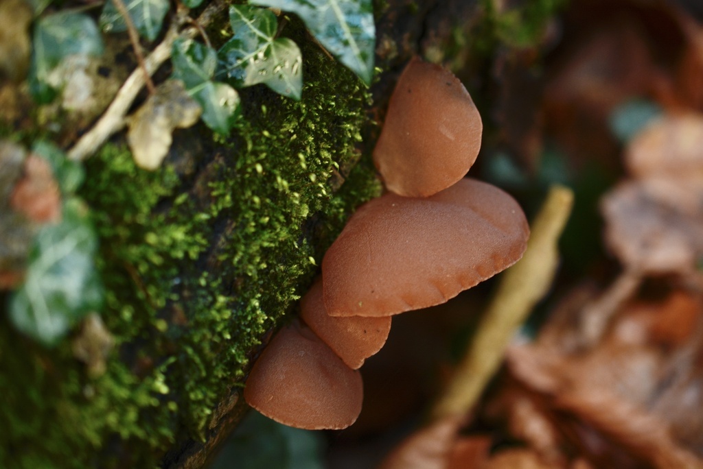 Auricularia auricula-judae · November 2025 · photo: © cryptomarasmius (iNaturalist, cc-by)