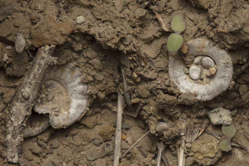 Cyathus olla · November 2025 · photo: © tim-johnson (iNaturalist, cc-by)
