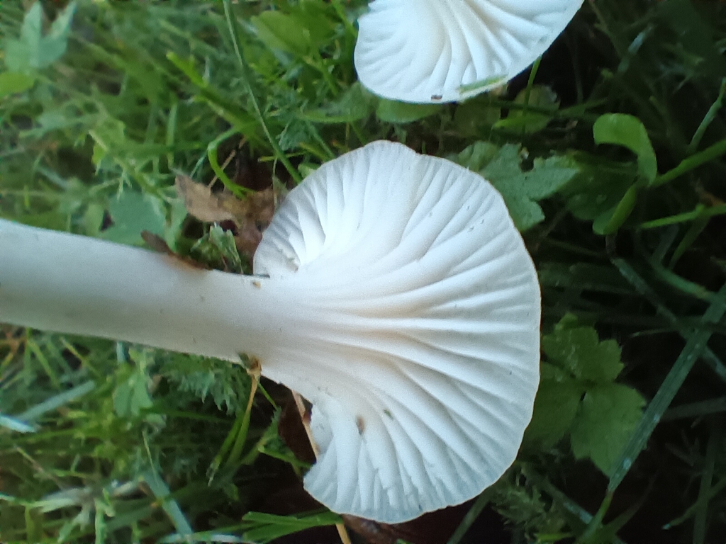 Cuphophyllus virgineus · November 2025 · photo: © considerthelilies (iNaturalist, cc-by)