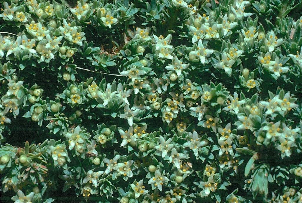 Kelleria bogongensis