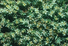 Kelleria bogongensis