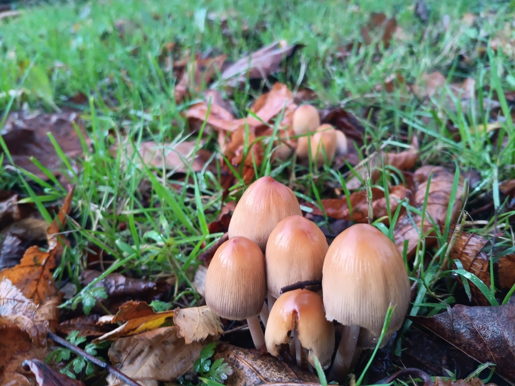 Micacei · November 2025 · photo: © considerthelilies (iNaturalist, cc-by)