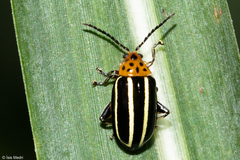 Disonycha septemmaculata