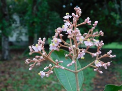 Miconieae