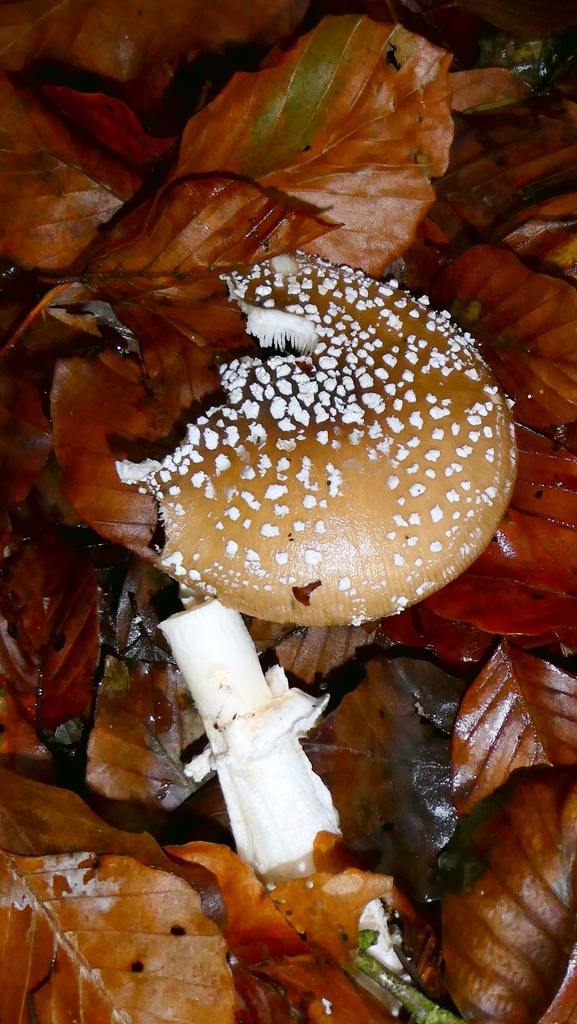 Amanita pantherina · November 2025 · photo: © patricklm35 (iNaturalist, cc0)