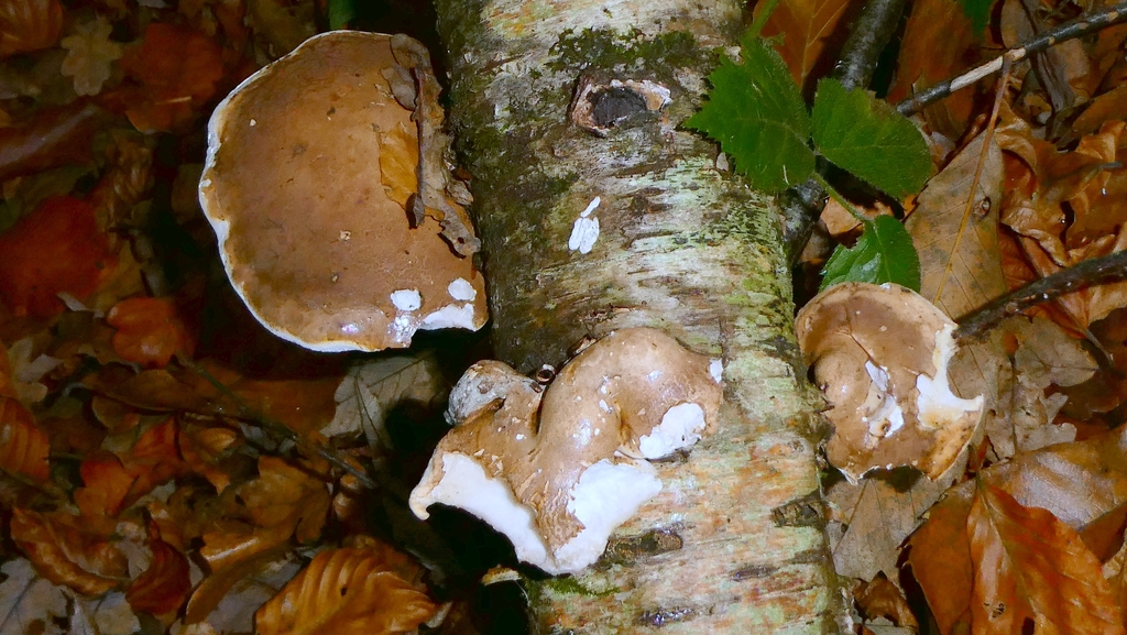 Fomitopsis betulina · November 2025 · photo: © patricklm35 (iNaturalist, cc0)
