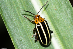 Disonycha septemmaculata