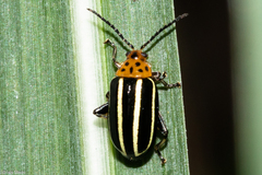 Disonycha septemmaculata