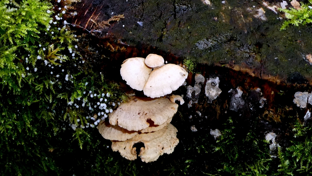Panellus stipticus · November 2025 · photo: © patricklm35 (iNaturalist, cc0)