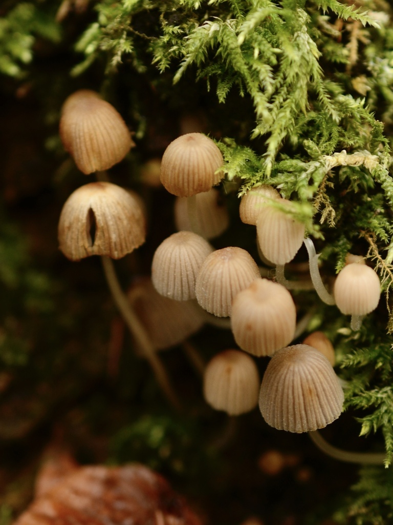 Coprinellus disseminatus · November 2025 · photo: © cryptomarasmius (iNaturalist, cc-by)