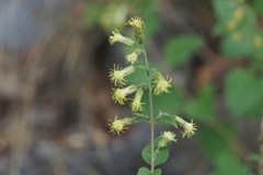 Brickellia secundiflora