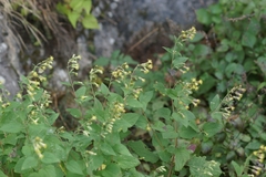 Brickellia secundiflora