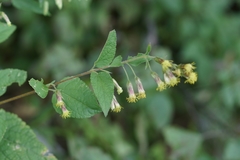 Brickellia secundiflora