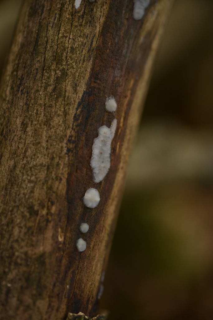 Exidia thuretiana · November 2025 · photo: © cryptomarasmius (iNaturalist, cc-by)