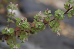 Brickellia veronicifolia