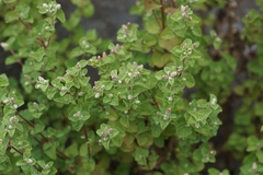 Brickellia veronicifolia