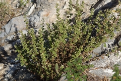 Brickellia veronicifolia