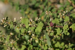 Brickellia veronicifolia