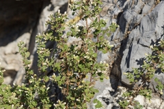 Brickellia veronicifolia