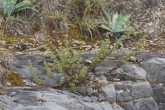 Brickellia veronicifolia