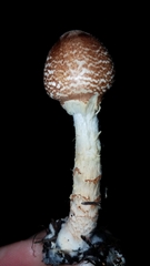 Lepiota spheniscispora