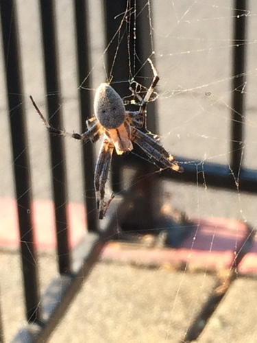 Western Spotted Orbweaver photo 4