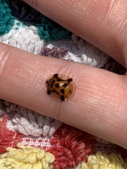 Aspidimorpha westwoodi