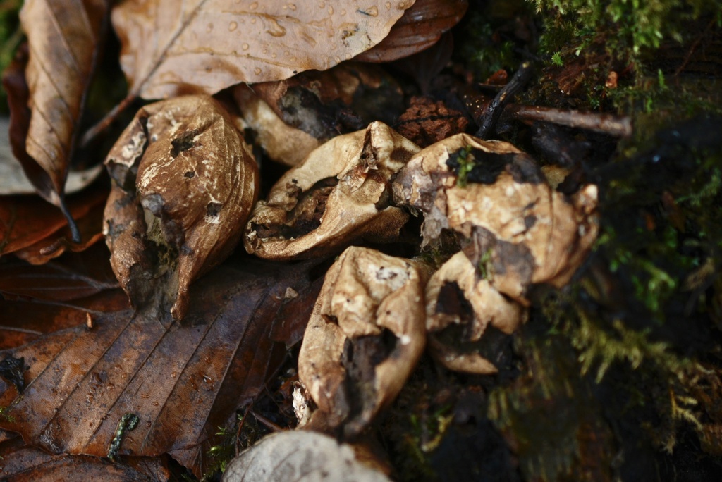 Apioperdon pyriforme · November 2025 · photo: © cryptomarasmius (iNaturalist, cc-by)