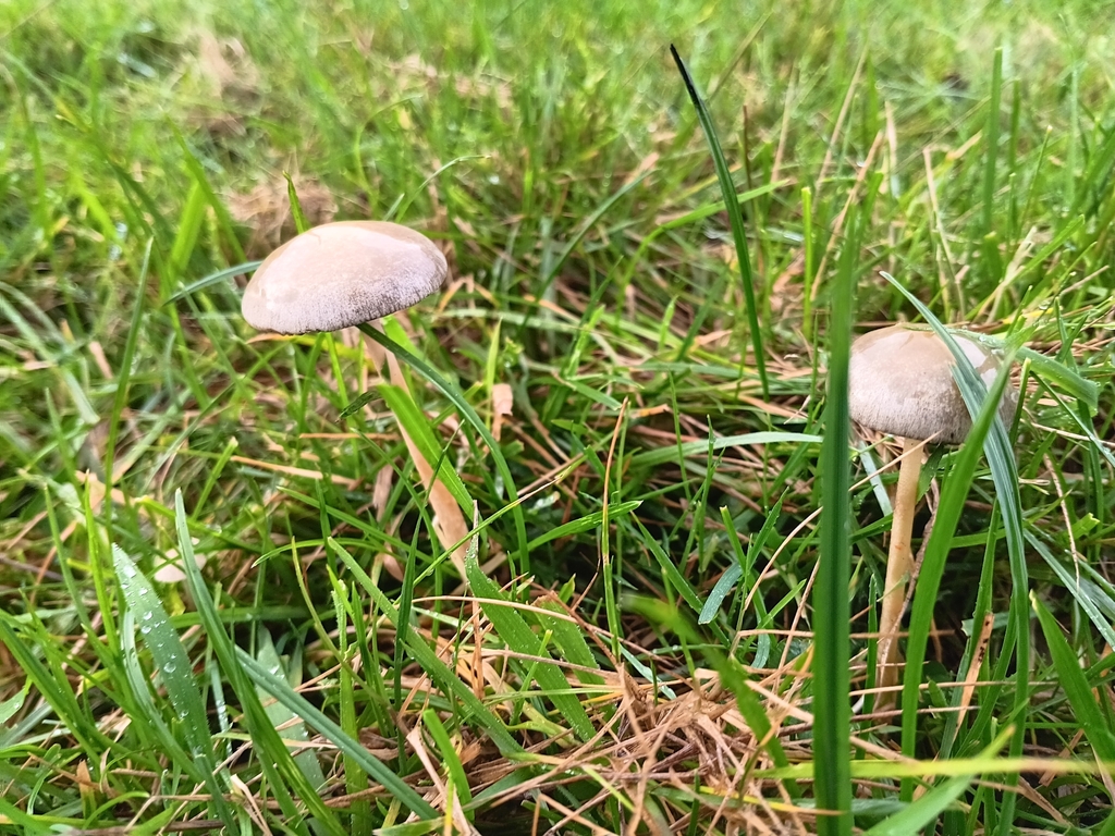 Protostropharia semiglobata · November 2025 · photo: © considerthelilies (iNaturalist, cc-by)