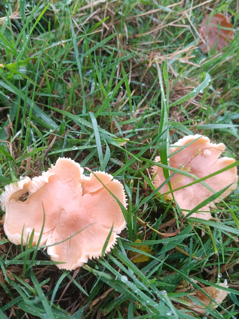 Cuphophyllus pratensis · November 2025 · photo: © considerthelilies (iNaturalist, cc-by)