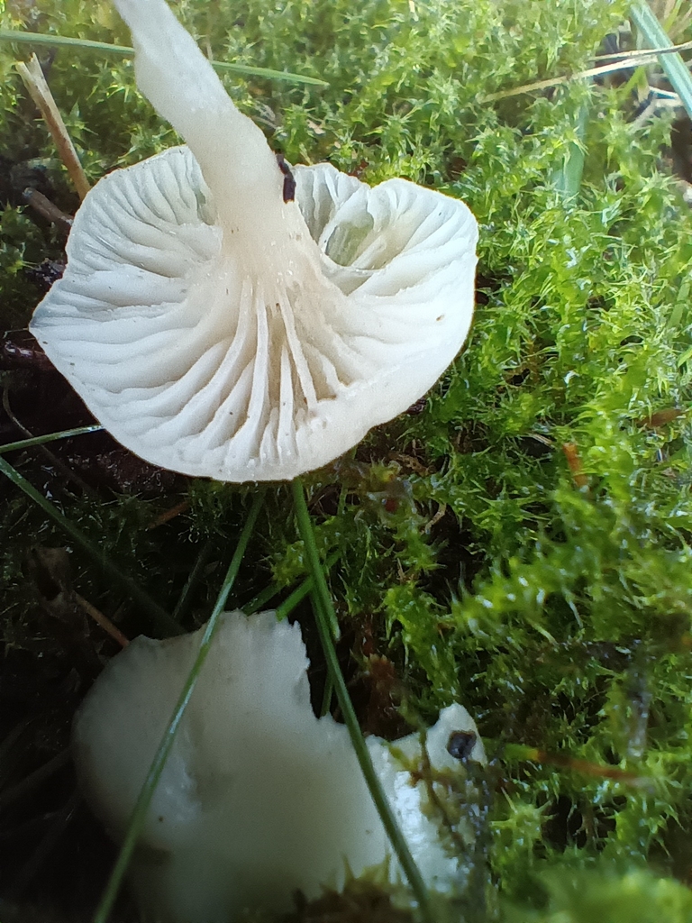 Cuphophyllus virgineus · November 2025 · photo: © considerthelilies (iNaturalist, cc-by)