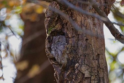 Eastern Screech-Owl photographed in Indiana