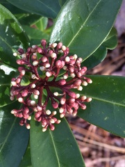 Skimmia