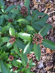 Skimmia