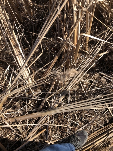 Tule (Typha domingensis)
