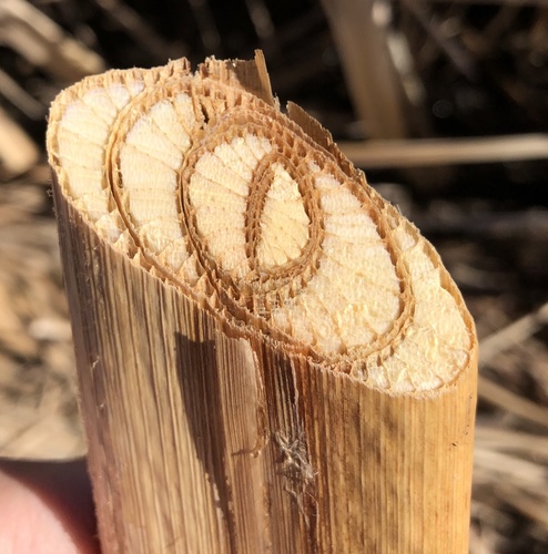 Tule (Typha domingensis)