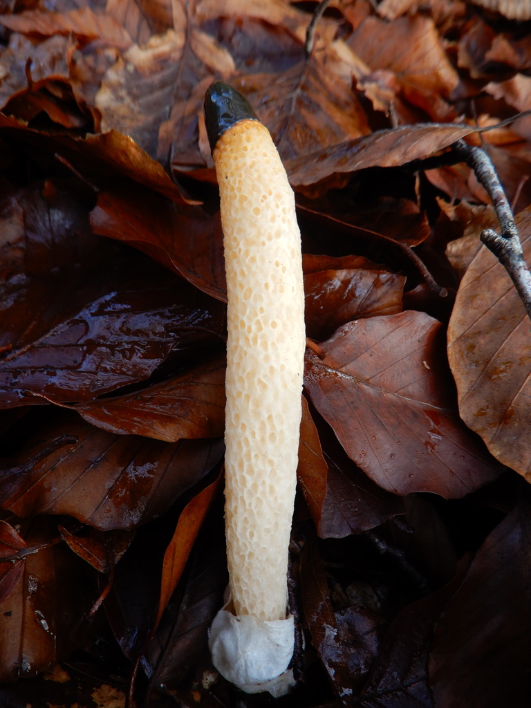 Mutinus caninus · November 2025 · photo: © cryptomarasmius (iNaturalist, cc-by)