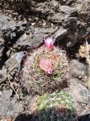 Mammillaria fittkaui fittkaui