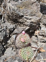 Mammillaria fittkaui fittkaui