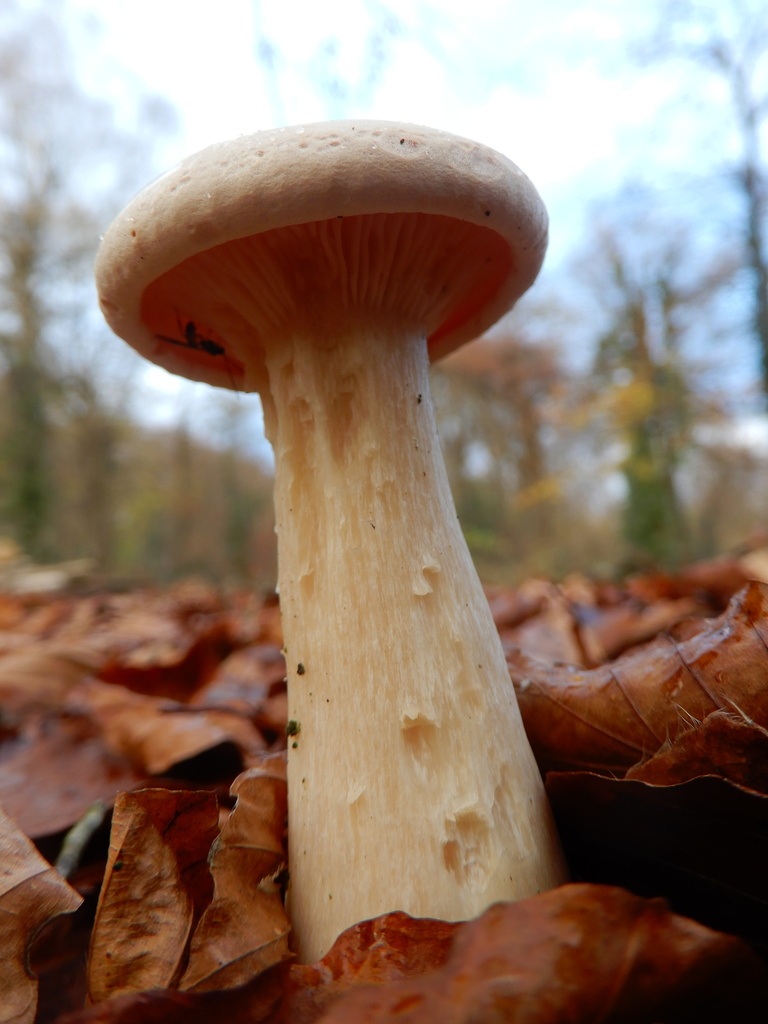 Infundibulicybe geotropa · November 2025 · photo: © cryptomarasmius (iNaturalist, cc-by)
