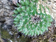 Mammillaria karwinskiana