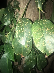 Cephaleuros virescens