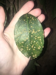 Cephaleuros virescens