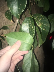 Cephaleuros virescens