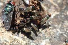 Physiphora alceae