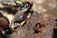 Physiphora alceae