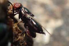 Physiphora alceae