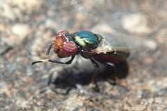 Physiphora alceae