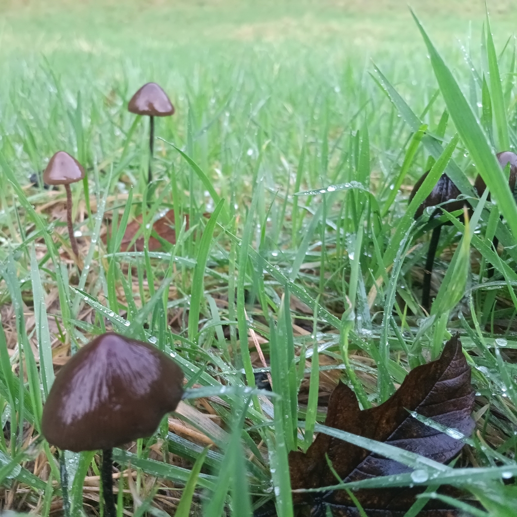 Panaeolus acuminatus