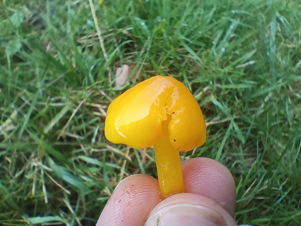 Hygrocybe chlorophana · November 2025 · photo: © considerthelilies (iNaturalist, cc-by)